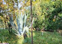 Mərdəkanda villa satılır