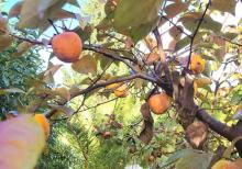 Mərdəkanda villa satılır