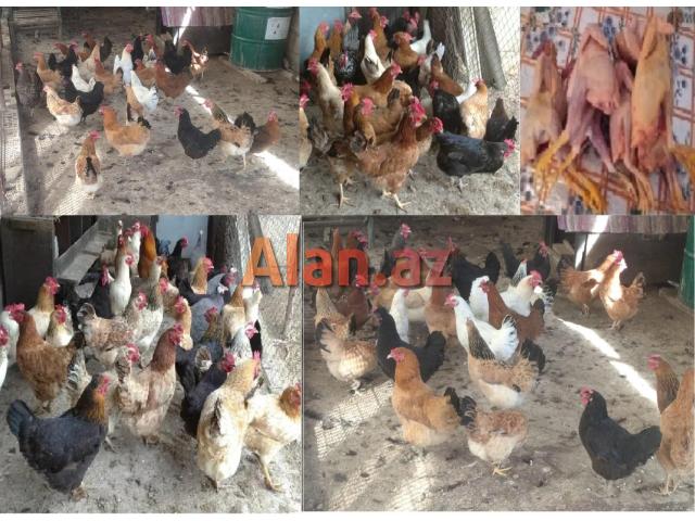 Yumurtlayan kənd toyuqları