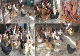 Yumurtlayan kənd toyuqları