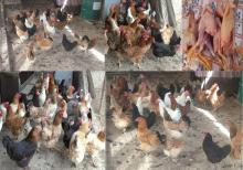 Yumurtlayan kənd toyuqları