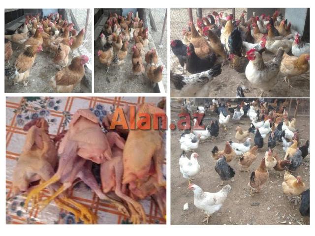 Yumurtlayan kənd toyuqları