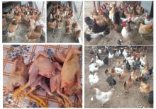 Yumurtlayan kənd toyuqları