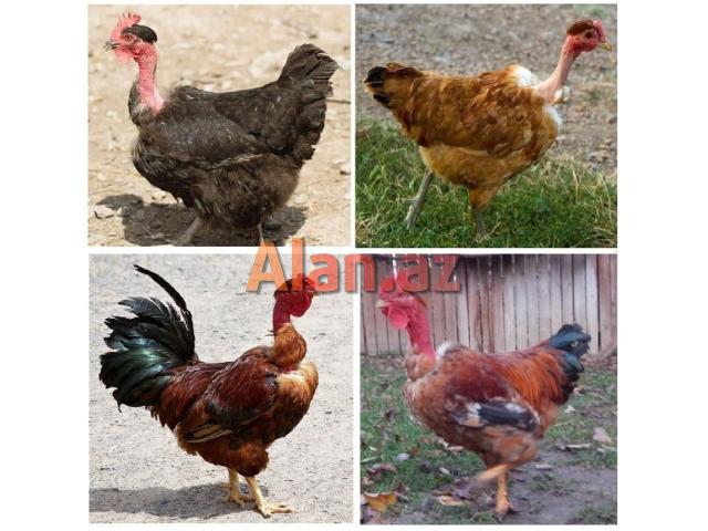 Yumurtlayan kənd toyuqları