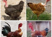 Yumurtlayan kənd toyuqları