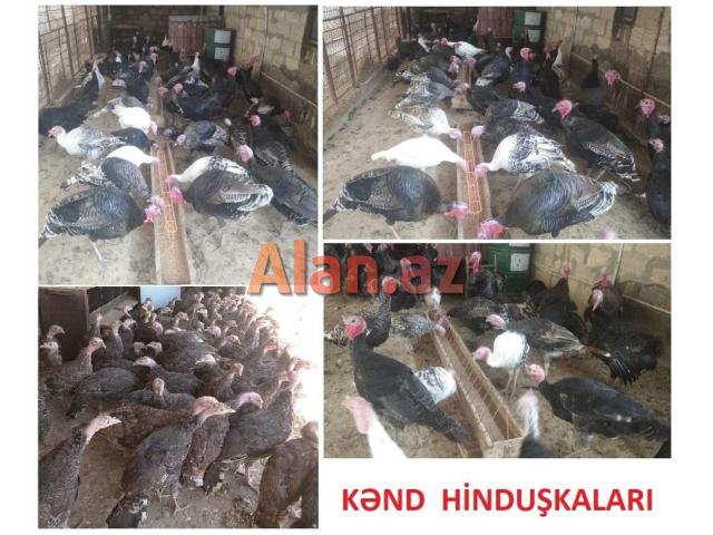 Yumurtlayan kənd toyuqları