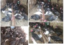 Yumurtlayan kənd toyuqları