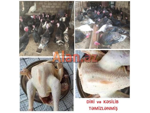 Yumurtlayan kənd toyuqları