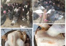 Yumurtlayan kənd toyuqları