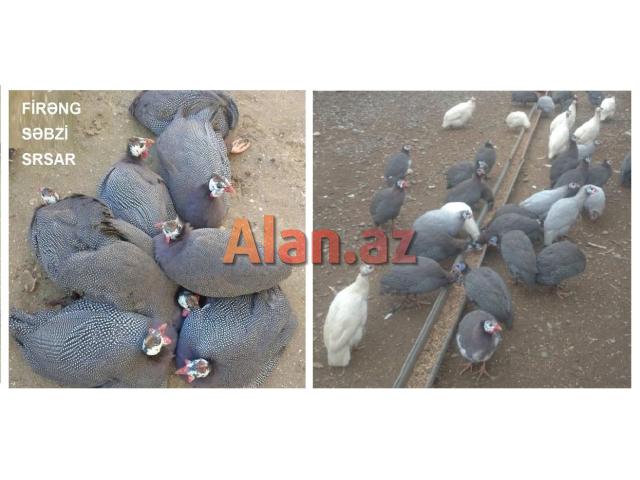 Yumurtlayan kənd toyuqları