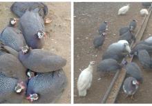 Yumurtlayan kənd toyuqları