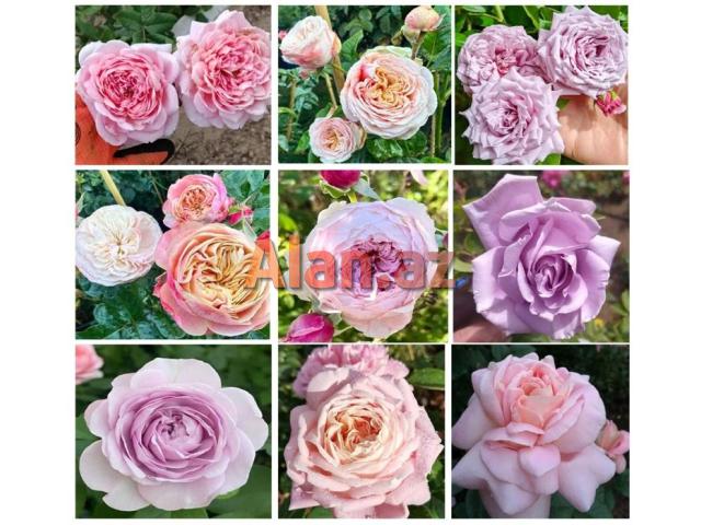 Dekorativ qızılgüllər