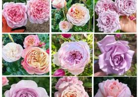 Dekorativ qızılgüllər