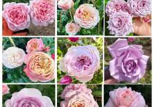 Dekorativ qızılgüllər