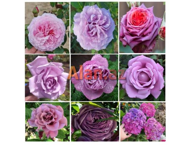 Dekorativ qızılgüllər