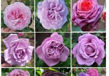 Dekorativ qızılgüllər