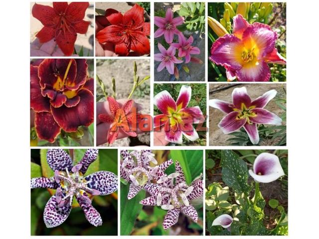 Dekorativ qızılgüllər