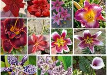 Dekorativ qızılgüllər