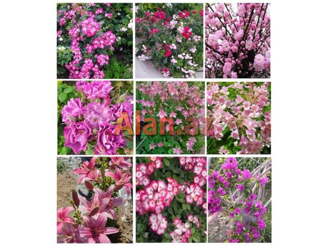 Dekorativ qızılgüllər