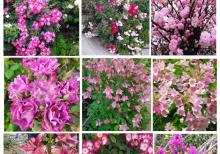 Dekorativ qızılgüllər