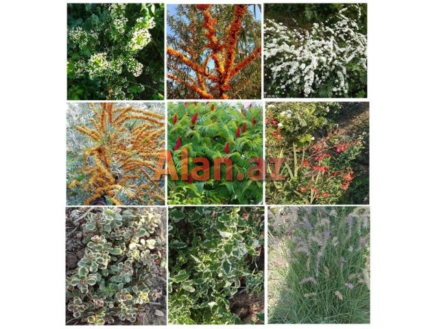 Dekorativ qızılgüllər