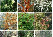 Dekorativ qızılgüllər