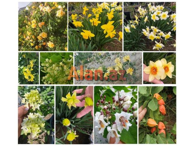 Dekorativ qızılgüllər