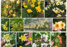 Dekorativ qızılgüllər