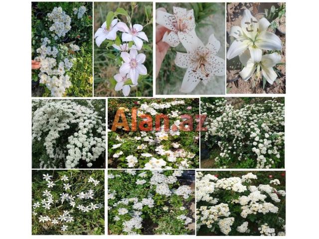 Dekorativ qızılgüllər