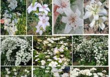 Dekorativ qızılgüllər