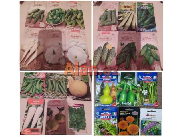 Dekorativ qızılgüllər