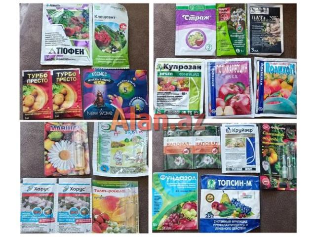 Dekorativ qızılgüllər