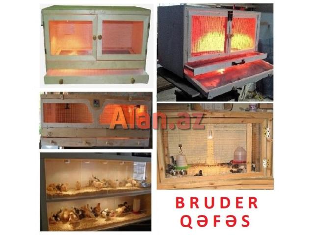 Cücə üçün Bruder. Toyuq Hini