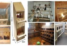 Cücə üçün Bruder. Toyuq Hini