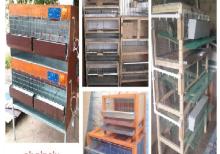 Cücə üçün Bruder. Toyuq Hini