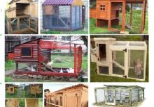 Cücə üçün Bruder. Toyuq Hini