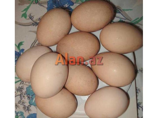 Avstrolop yumurtası