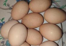 Avstrolop yumurtası