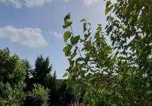 Albalıda bağ evi satılır