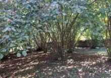 Qax rayonunda bağ evi