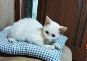 Котенок в добрые руки