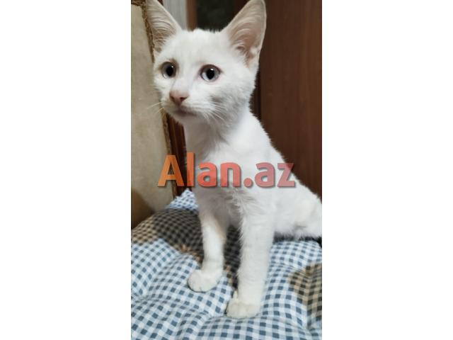 Котенок в добрые руки