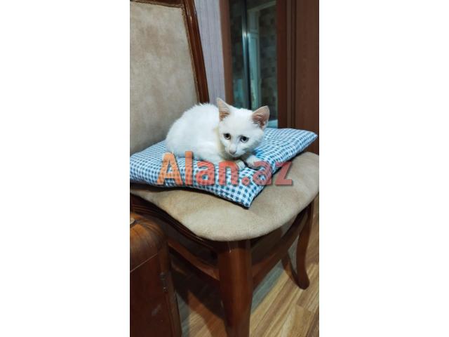 Котенок в добрые руки