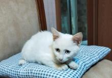 Котенок в добрые руки