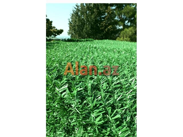 Yaşıl hasar -setka qazon-çim çit-