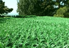 Yaşıl hasar -setka qazon-çim çit-