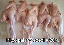 Çolpa əti kampaniya