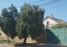 Torpaq Sahesi Sumqayit Corat qesebesi