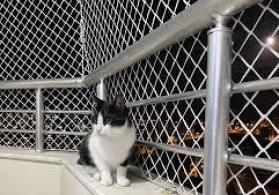 Pişik üçün təhlükəsizlik torları