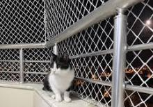 Pişik üçün təhlükəsizlik torları